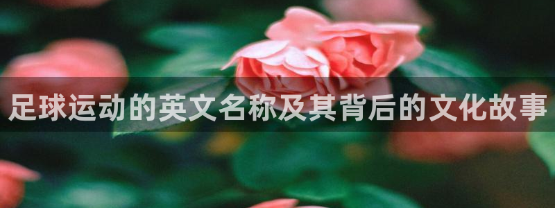 oety欧亿